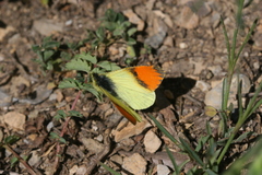 Anthocharis damone eunomia