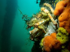 Leptomithrax gaimardii