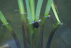 Dytiscus marginalis