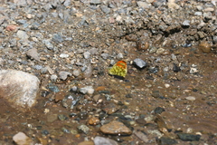 Anthocharis damone eunomia