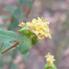 Pimelea flava