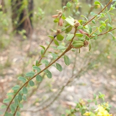 Pimelea flava