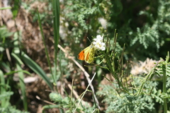 Anthocharis damone eunomia