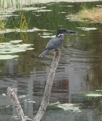 Megaceryle maxima maxima