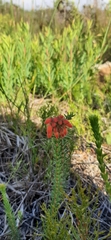 Erica cerinthoides