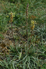 Plantago alpina