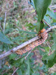 Anisota fuscosa