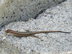 Trachylepis sechellensis