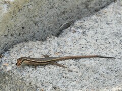 Trachylepis sechellensis