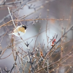 Prunella atrogularis