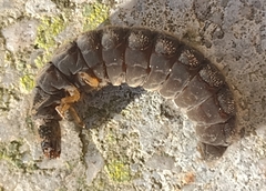 Cantharidae