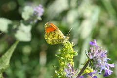 Anthocharis damone eunomia