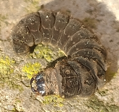 Cantharidae