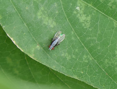 Homoneura discoglauca