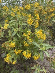 Flourensia thurifera