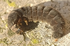 Cantharidae