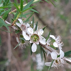 Leptospermum scoparium