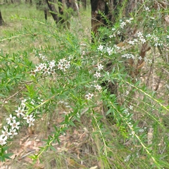 Leptospermum scoparium