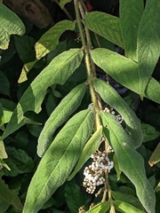 Callicarpa pilosissima