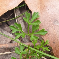 Xanthosia dissecta