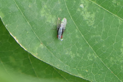 Homoneura discoglauca