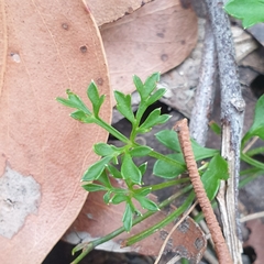Xanthosia dissecta
