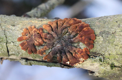 Hypocreopsis lichenoides