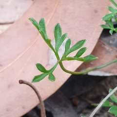 Xanthosia dissecta