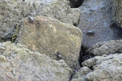 Parasesarma erythodactylum