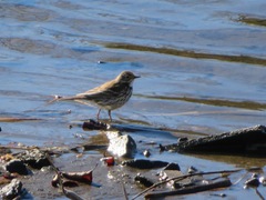 Anthus rubescens japonicus