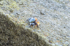 Parasesarma erythodactylum