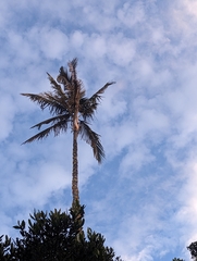 Ceroxylon quindiuense