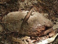 Trachylepis sechellensis