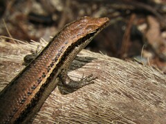 Trachylepis sechellensis