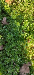 Stellaria media