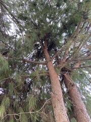 Pinus brutia