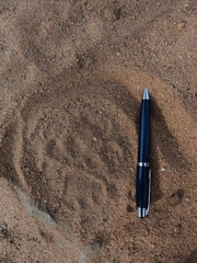 Panthera pardus fusca