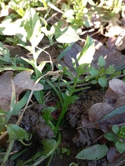 Capsella bursa-pastoris