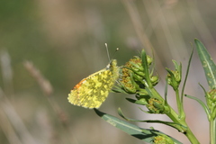 Anthocharis damone eunomia