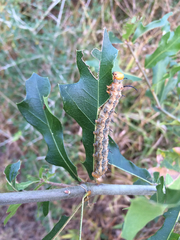 Anisota fuscosa