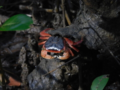 Metopograpsus latifrons