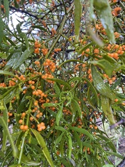 Phoradendron quadrangulare