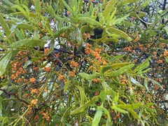 Phoradendron quadrangulare