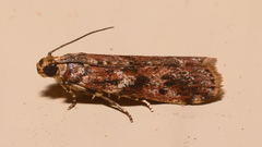 Ephestiopsis oenobarella