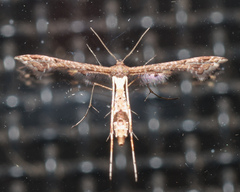 Lantanophaga pusillidactylus