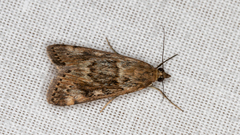 Achyra affinitalis