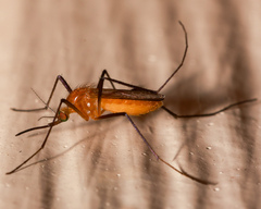 Coquillettidia xanthogaster