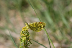 Anthocharis damone eunomia