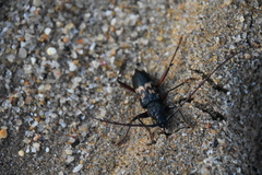 Phoracantha semipunctata