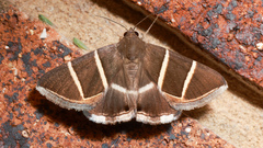 Grammodes justa